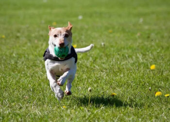 ലിഫ്റ്റിനുള്ളില്‍-കുട്ടിയ്ക്ക്-വളര്‍ത്ത്-നായയുടെ-കടിയേറ്റു;-പ്രതികരിക്കാതെ-ഇരുന്ന-ഉടമസ്ഥയ്ക്ക്-എതിരെ-സോഷ്യല്‍-മീഡിയ