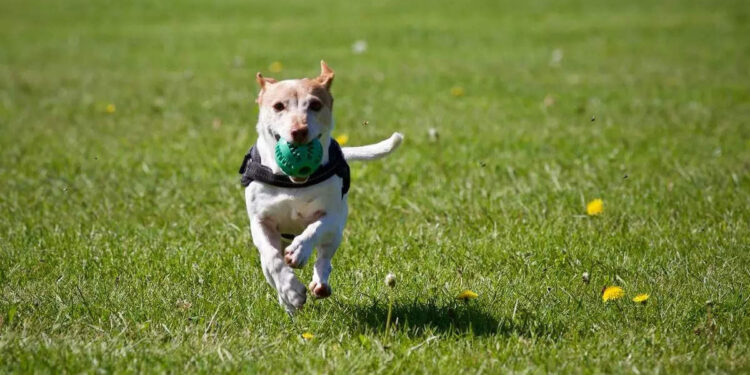 ലിഫ്റ്റിനുള്ളില്‍-കുട്ടിയ്ക്ക്-വളര്‍ത്ത്-നായയുടെ-കടിയേറ്റു;-പ്രതികരിക്കാതെ-ഇരുന്ന-ഉടമസ്ഥയ്ക്ക്-എതിരെ-സോഷ്യല്‍-മീഡിയ