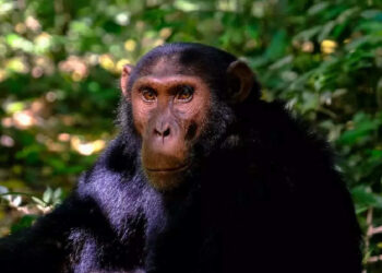 മൃഗശാലയില്‍-നിന്ന്-രക്ഷപ്പെട്ട-ചിമ്പാന്‍സിയെ-സൈക്കിളില്‍-തിരികെ-എത്തിച്ച്-ജീവനക്കാര്‍