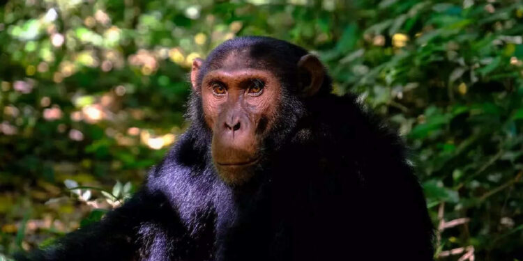 മൃഗശാലയില്‍-നിന്ന്-രക്ഷപ്പെട്ട-ചിമ്പാന്‍സിയെ-സൈക്കിളില്‍-തിരികെ-എത്തിച്ച്-ജീവനക്കാര്‍