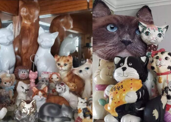 വീട്-ക്യാറ്റ്-മ്യൂസിയമാക്കി-യുഎസ്-ദമ്പതികൾ;-മാസത്തിലൊരിക്കൽ-നാട്ടുകാർക്ക്-കാണാൻ-അവസരവും