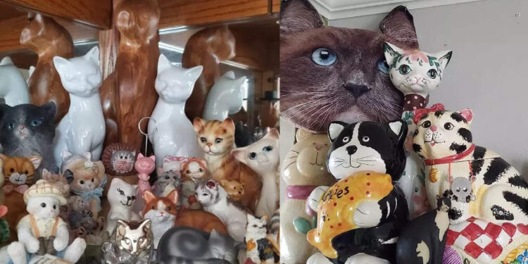 വീട്-ക്യാറ്റ്-മ്യൂസിയമാക്കി-യുഎസ്-ദമ്പതികൾ;-മാസത്തിലൊരിക്കൽ-നാട്ടുകാർക്ക്-കാണാൻ-അവസരവും