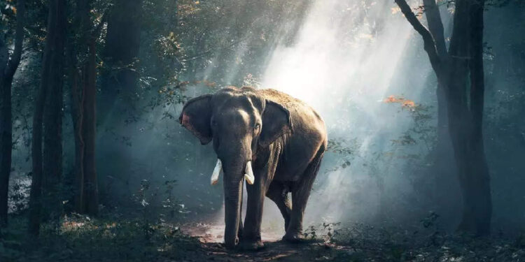 elephant-attack:-കൊമ്പ്-കുലുക്കി-സഫാരി-ജീപ്പിന്-മുന്നിലേക്ക്-കൊമ്പന്‍;-സഞ്ചാരികള്‍-രക്ഷപ്പെട്ടത്-തലനാഴിരയ്ക്ക്