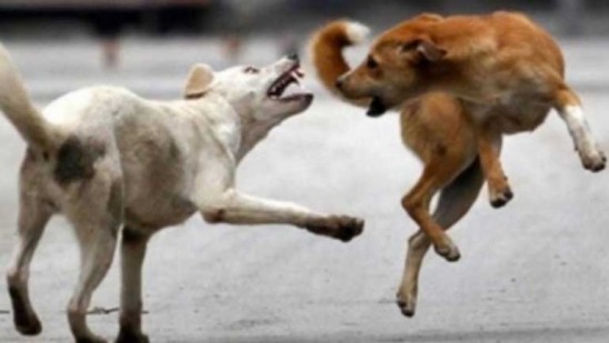 തെരുവു-നായ്ക്കളെ-തീറ്റിപ്പോറ്റുന്നവര്-അതിന്റെ-ആക്രമണങ്ങളുടെ-ഉത്തരവാദിത്വം-ഏറ്റെടുക്കണം:-സുപ്രീം-കോടതി