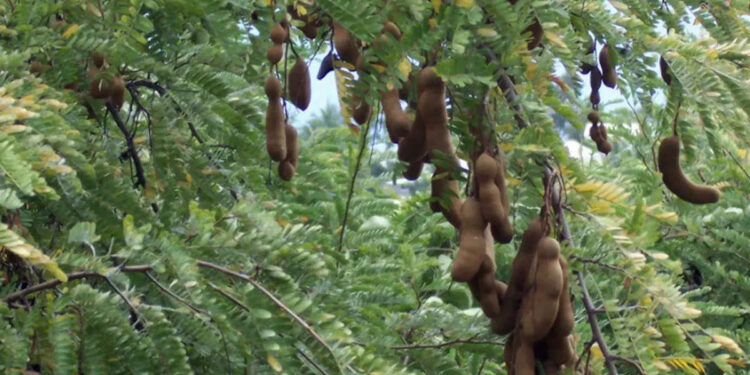 വാളന്‍-പുളി-കഴിക്കുന്നത്-പല്ലിന്-കേടുവരുത്തുമോ?