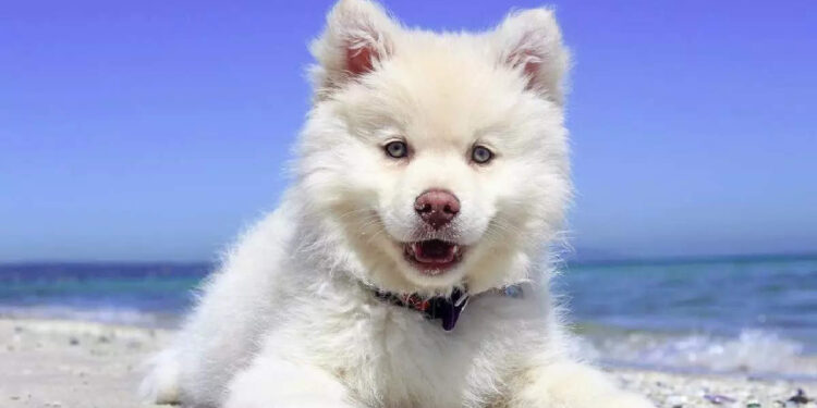 പട്ടുപാവാടയിട്ട്-സുന്ദരിയായി-നായക്കുട്ടിയുടെ-ഊഞ്ഞാലാട്ടം;-ആരും-നോക്കി-നില്‍ക്കും-ഈ-കാഴ്ച