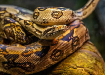 കുളിമുറിയില്‍-12-അടി-നീളമുള്ള-പെരുമ്പാമ്പ്;-പേടിച്ച്-വിറച്ച്-വീട്ടുടമയും-പൂച്ച-കുഞ്ഞുങ്ങളും