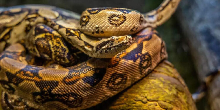 കുളിമുറിയില്‍-12-അടി-നീളമുള്ള-പെരുമ്പാമ്പ്;-പേടിച്ച്-വിറച്ച്-വീട്ടുടമയും-പൂച്ച-കുഞ്ഞുങ്ങളും