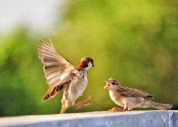 പക്ഷികള്‍ക്ക്-ഭക്ഷണം-നല്‍കി-ചെരുപ്പ്കുത്തി;-മനോഹരം-ഈ-കാഴ്ചയെന്ന്-സോഷ്യല്‍-മീഡിയ