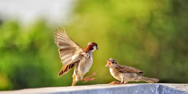 പക്ഷികള്‍ക്ക്-ഭക്ഷണം-നല്‍കി-ചെരുപ്പ്കുത്തി;-മനോഹരം-ഈ-കാഴ്ചയെന്ന്-സോഷ്യല്‍-മീഡിയ