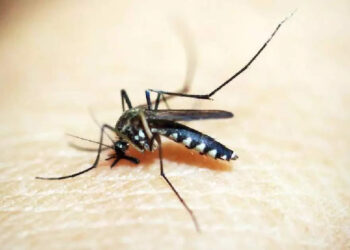 കൊതുകുകള്‍-ഇല്ലാത്ത-രാജ്യത്തെക്കുറിച്ച്-നിങ്ങള്‍ക്കറിയാമോ?