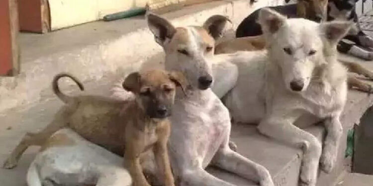 ഇണക്കമുള്ള-നായ്ക്കളെ-വാക്‌സിനേഷന്-എത്തിച്ചാല്‍-500-രൂപ,-തെരുവുനായ്ക്കളെ-പിടിക്കാന്‍-പരിശീലനം;-പദ്ധതി-ഉടന്‍