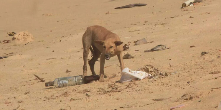 പേപ്പട്ടി-പേടിയിൽ-കേരളം;-തെരുവു-നായ്ക്കളെ-ഉപദ്രവിച്ചാൽ-നിയമ-നടപടി-സ്വീകരിക്കുമെന്ന്-പട്ടി-സ്നേഹികൾ