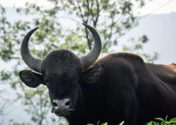 bison-attack:-ഓട്ടോറിക്ഷയ്ക്ക്-നേരെ-ചീറി-അടുത്ത്-കാട്ടുപോത്ത്;ഭയന്ന്-യാത്രക്കാര്‍,-വീഡിയോ-വൈറല്‍