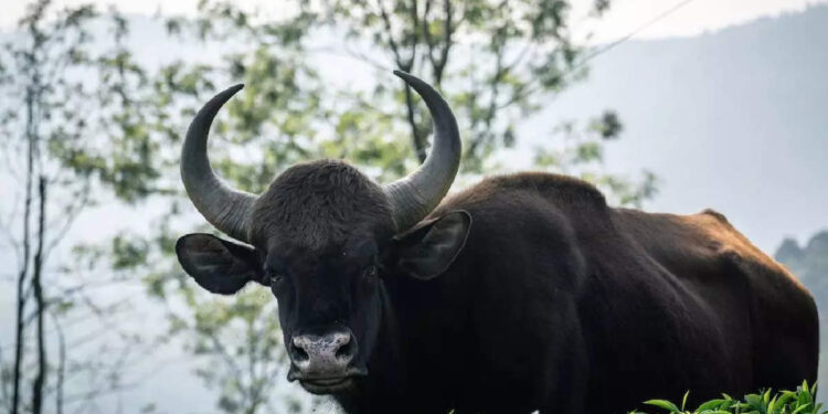 bison-attack:-ഓട്ടോറിക്ഷയ്ക്ക്-നേരെ-ചീറി-അടുത്ത്-കാട്ടുപോത്ത്;ഭയന്ന്-യാത്രക്കാര്‍,-വീഡിയോ-വൈറല്‍