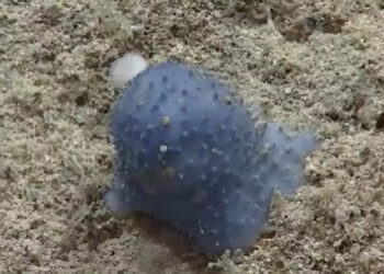 ദേഹത്ത്-കുമിളകളുള്ള-വിചിത്ര-ജീവിയെ-കടലിനടിയില്‍-കണ്ടെത്തി;-പഠനം-നടത്താന്‍-ഒരുങ്ങി-ശാസ്ത്രജ്ഞര്‍