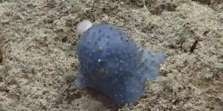 ദേഹത്ത്-കുമിളകളുള്ള-വിചിത്ര-ജീവിയെ-കടലിനടിയില്‍-കണ്ടെത്തി;-പഠനം-നടത്താന്‍-ഒരുങ്ങി-ശാസ്ത്രജ്ഞര്‍