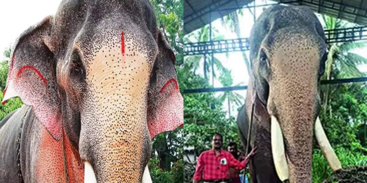 പൊതുസ്ഥലത്ത്-എഴുന്നള്ളിക്കരുത്;-തെച്ചിക്കോട്ടുകാവ്-രാമചന്ദ്രന്-വീണ്ടും-വിലക്ക്