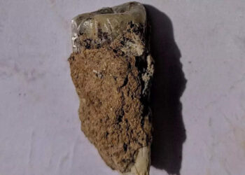 ജോര്‍ജിയയില്‍-ശാസ്ത്രജ്ഞര്‍-കണ്ടെത്തിയ-മനുഷ്യ-പല്ലിന്റെ-പഴക്കം-എത്രയാണെന്ന്-അറിയാമോ?