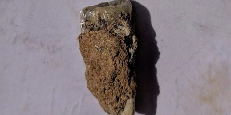 ജോര്‍ജിയയില്‍-ശാസ്ത്രജ്ഞര്‍-കണ്ടെത്തിയ-മനുഷ്യ-പല്ലിന്റെ-പഴക്കം-എത്രയാണെന്ന്-അറിയാമോ?