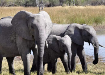 ബസിന്-മുന്നില്‍പ്പെട്ട്-ആനക്കൂട്ടം;-കുട്ടിയാനയെ-രക്ഷിക്കാന്‍-തള്ള-ആന-ചെയ്തത്-കണ്ടോ