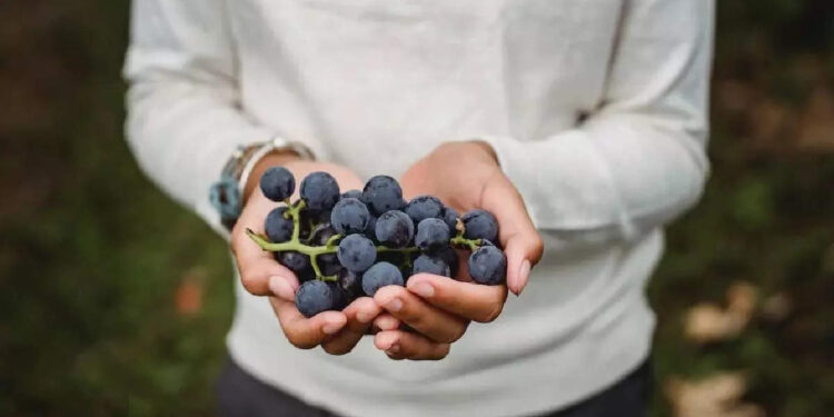 മുന്തിരി-ആള്‍-നിസാരക്കാരനല്ല;-അറിയം-ഈ-ഗുണങ്ങള്‍