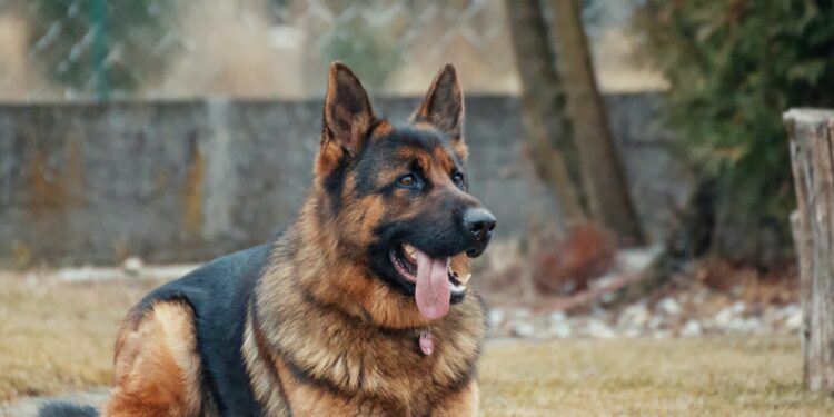 ലോക-റാബീസ്-ദിനം:-പേവിഷ-ബാധയേൽക്കാൻ-തെരുവുനായ-കടിക്കണമെന്നില്ല-—അറിഞ്ഞിരിക്കണം-ഇക്കാര്യങ്ങൾ