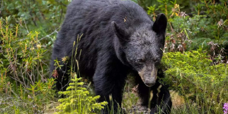 തേന്‍-കുടിക്കാന്‍-വാട്ടര്‍-ടാങ്കിന്-മുകളിലേക്ക്-വലിഞ്ഞ്-കയറി-കരടികള്‍