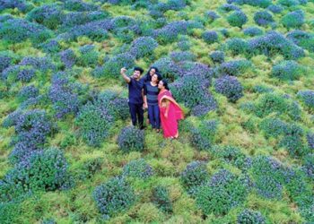 നീലക്കുറിഞ്ഞി-പൂത്ത-മലയഴക്‌