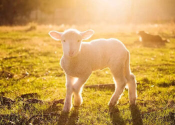 viral-video:-റൈഡറും-ആട്ടിന്‍ക്കുട്ടിയും-സൂപ്പര്‍;-വൈറലായി-വീഡിയോ