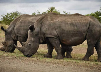 കാണ്ടാമൃഗത്തിന്-ഉമ്മ-കൊടുക്കാൻ-ശ്രമിക്കുന്ന-യുവതിയ്ക്ക്-സംഭവിച്ചത്-കണ്ടോ