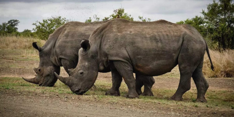 കാണ്ടാമൃഗത്തിന്-ഉമ്മ-കൊടുക്കാൻ-ശ്രമിക്കുന്ന-യുവതിയ്ക്ക്-സംഭവിച്ചത്-കണ്ടോ