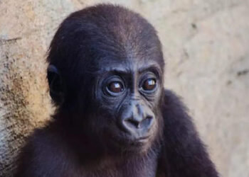 നെഞ്ചത്ത്-അടിക്കാൻ-ശ്രമിച്ച-കുട്ടി-ഗൊറില്ലയ്ക്ക്-സംഭവിച്ചത്-കണ്ടോ?-ചിരി-അടക്കാൻ-ആകാതെ-സോഷ്യൽ-മീഡിയ