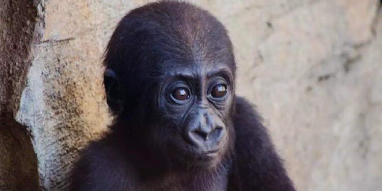 നെഞ്ചത്ത്-അടിക്കാൻ-ശ്രമിച്ച-കുട്ടി-ഗൊറില്ലയ്ക്ക്-സംഭവിച്ചത്-കണ്ടോ?-ചിരി-അടക്കാൻ-ആകാതെ-സോഷ്യൽ-മീഡിയ