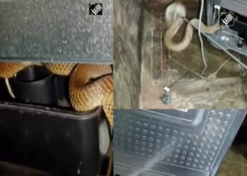 viral-video:-വീട്ടിലെ-ഫ്രിഡ്ജിനടിയിൽ-കയറിയിരുന്ന-സന്ദർശകനെ-കണ്ട്-ഞെട്ടി-വീട്ടുകാർ,-വൈറലായി-വീഡിയോ