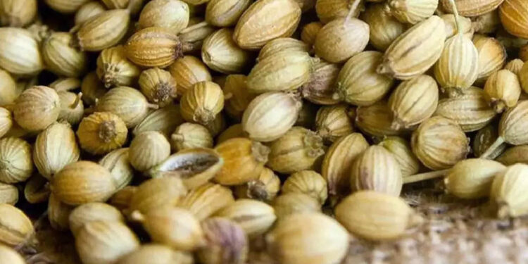 coriander:-മല്ലിയും-മല്ലിയിലയും-അത്ര-ചില്ലറക്കാരല്ല,-തൈറോയ്ഡും-പ്രമേഹവും-കുറയ്ക്കാൻ-മല്ലിയിട്ട-വെള്ളം