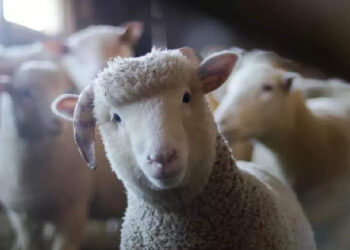 viral-video:-ആടുകൾ-വട്ടത്തിൽ-നടന്നതിലെ-ദുരൂഹത-മാറുന്നു;-കാരണം-കണ്ടെത്തിയത്-ഗവേഷകർ