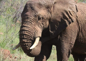 ഇത്-അല്ല-ഇതിൻ്റെ-അപ്പുറവും-ചാടി-കടക്കും;-വൈറലായി-ആന-ഇലക്ട്രിക്-വേലി-മുറിച്ച്-കടക്കുന്ന-വീഡിയോ