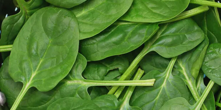 ഓസ്‌ട്രേലിയയില്‍-വിഷാംശമുള്ള-ചീര-കഴിച്ചവര്‍ക്ക്-ആരോഗ്യ-പ്രശ്‌നങ്ങള്‍