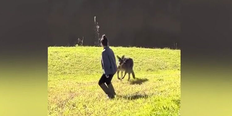 ത​ലോ​ടാ​ന്‍-ശ്ര​മി​ച്ച-വി​നോ​ദ-സ​ഞ്ചാ​രി​യെ-ഓ​ടി​ച്ചി​ട്ട്-തല്ലി-കം​ഗാ​രു