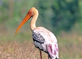 കാതങ്ങൾ-താണ്ടി- വർണക്കൊക്കുകൾ-എത്തി