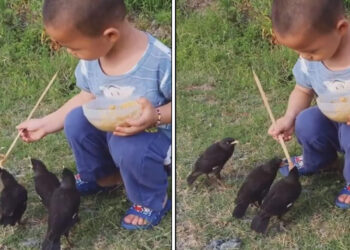 വിശന്ന്-വലഞ്ഞ-പക്ഷികളോട്-ആ-കുഞ്ഞ്-ചെയ്തത്-കണ്ടോ?-കൈയ്യടിച്ച്-സോഷ്യൽ-മീഡിയ