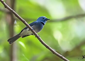 അച്ചൻകോവിൽ-വനം-നിറഞ്ഞ്‌-മാക്കാച്ചിക്കാടയും-മലമുഴക്കി-വേഴാമ്പലും