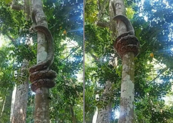 മരം-കയറുന്ന-പെരുമ്പാമ്പിനെ-കണ്ടിട്ടുണ്ടോ?-ഇല്ലെങ്കിൽ-കണ്ടോളൂ