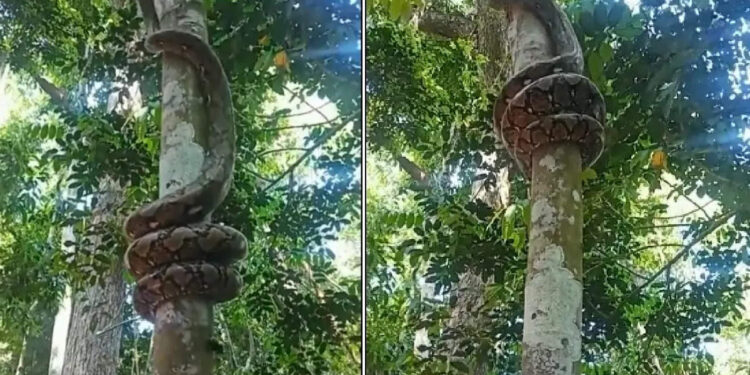 മരം-കയറുന്ന-പെരുമ്പാമ്പിനെ-കണ്ടിട്ടുണ്ടോ?-ഇല്ലെങ്കിൽ-കണ്ടോളൂ