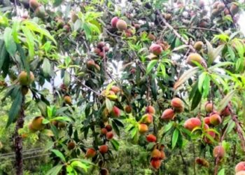 കാന്തല്ലൂരിൽ-വേനൽപ്പഴങ്ങളുടെ-കാലം;-പീച്ച്-പഴങ്ങൾ-പാകമായി