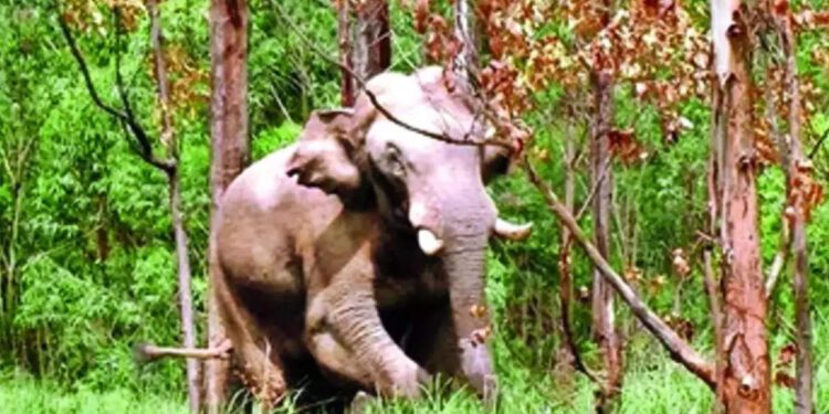 ദൗത്യത്തിനായി-കേരളം-ചെലവഴിച്ചത്-80-ലക്ഷം;-തമിഴ്നാടിന്-തലവേദനയായി-അരിക്കൊമ്പൻ;-ജനവാസ-മേഖലയിൽ-കറക്കം;