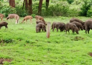 വേനൽ-മഴ-അനുഗ്രഹമായി;-മുതുമലയിൽ-പച്ചപ്പ്-തിരിച്ചുവന്നു