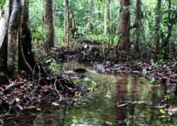 ജലനിധിയാണ്‌-ഈ-കാട്ടു-ചതുപ്പുകൾ