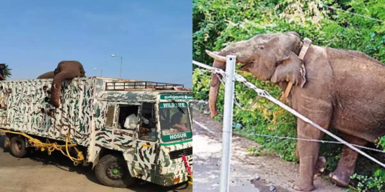 അരിക്കൊമ്പൻ-അങ്ങ്-അകലെയല്ല,-40-കിലോമീറ്റർ-നടന്നാൽ-നെയ്യാർ-വനമേഖല;-പക്ഷേ…